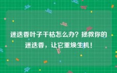 迷迭香叶子干枯怎么办？拯救你的迷迭香，让它重焕生机！