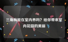 三角梅能在室内养吗？给你带来室内花园的美丽