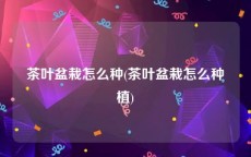 茶叶盆栽怎么种(茶叶盆栽怎么种植)