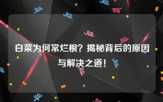 白菜为何常烂根？揭秘背后的原因与解决之道！