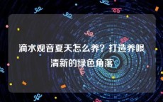 滴水观音夏天怎么养？打造养眼清新的绿色角落