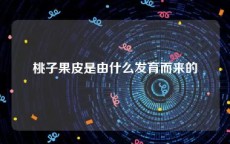 桃子果皮是由什么发育而来的