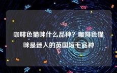 咖啡色猫咪什么品种？咖啡色猫咪是迷人的英国短毛品种