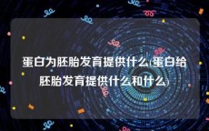 蛋白为胚胎发育提供什么(蛋白给胚胎发育提供什么和什么)