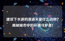 建筑下水道的清道夫是什么动物？揭秘城市中的环境守护者！