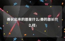 姜长出来的苗是什么(姜的苗长什么样)