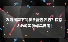 发财树剪下的枝条能否养活？振奋人心的实验结果揭晓！