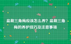 盆栽三角梅应该怎么养？盆栽三角梅的养护技巧及注意事项