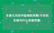 生姜几月份开始预防死颗(今年的生姜为什么老是死苗)