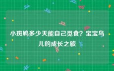 小斑鸠多少天能自己觅食？宝宝鸟儿的成长之旅