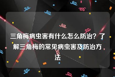 三角梅病虫害有什么怎么防治？了解三角梅的常见病虫害及防治方法