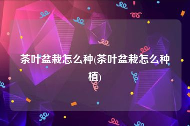 茶叶盆栽怎么种(茶叶盆栽怎么种植)