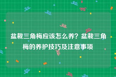 盆栽三角梅应该怎么养？盆栽三角梅的养护技巧及注意事项