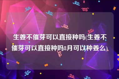 生姜不催芽可以直接种吗(生姜不催芽可以直接种吗8月可以种姜么)