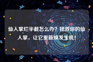 仙人掌烂半截怎么办？拯救你的仙人掌，让它重新焕发生机！