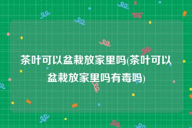 茶叶可以盆栽放家里吗(茶叶可以盆栽放家里吗有毒吗)