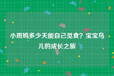 小斑鸠多少天能自己觅食？宝宝鸟儿的成长之旅