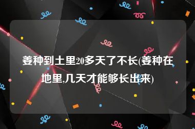 姜种到土里20多天了不长(姜种在地里,几天才能够长出来)