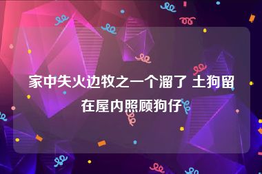 家中失火边牧之一个溜了 土狗留在屋内照顾狗仔