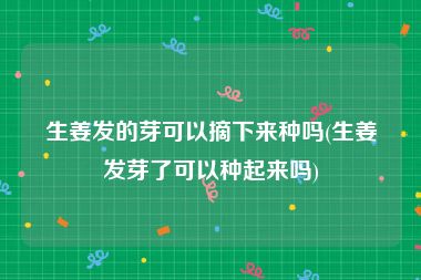 生姜发的芽可以摘下来种吗(生姜发芽了可以种起来吗)