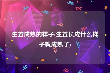 生姜成熟的样子(生姜长成什么样子就成熟了)