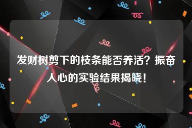 发财树剪下的枝条能否养活？振奋人心的实验结果揭晓！